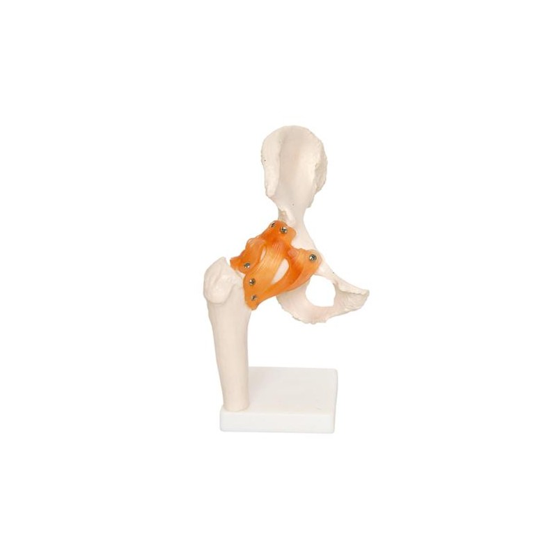 Anatomski model kuka 11209-4