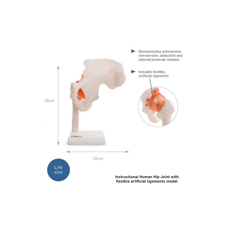 Anatomski model kuka 11209-4