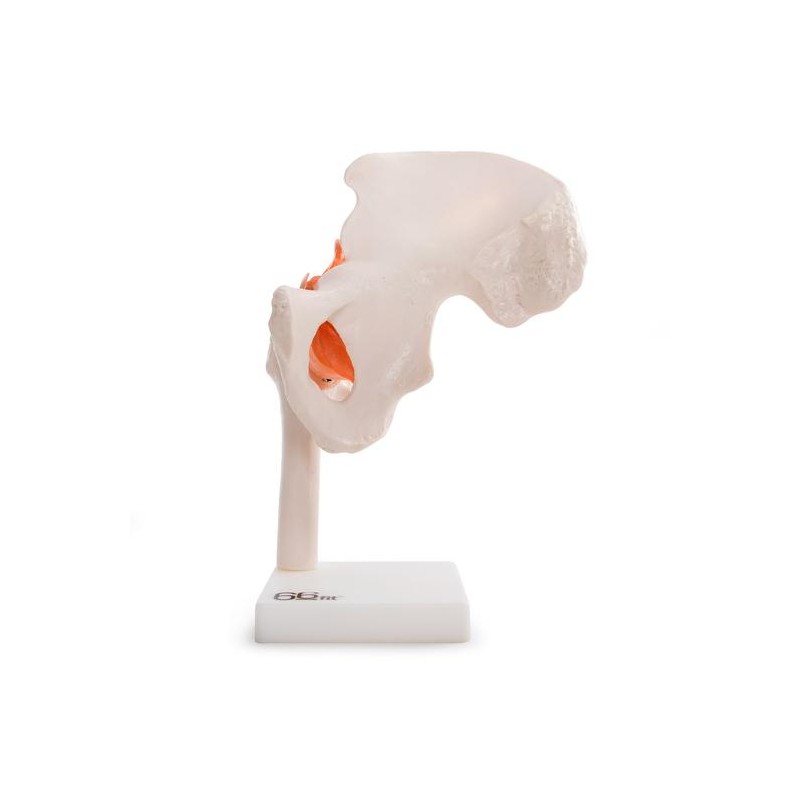 Anatomski model kuka 11209-4