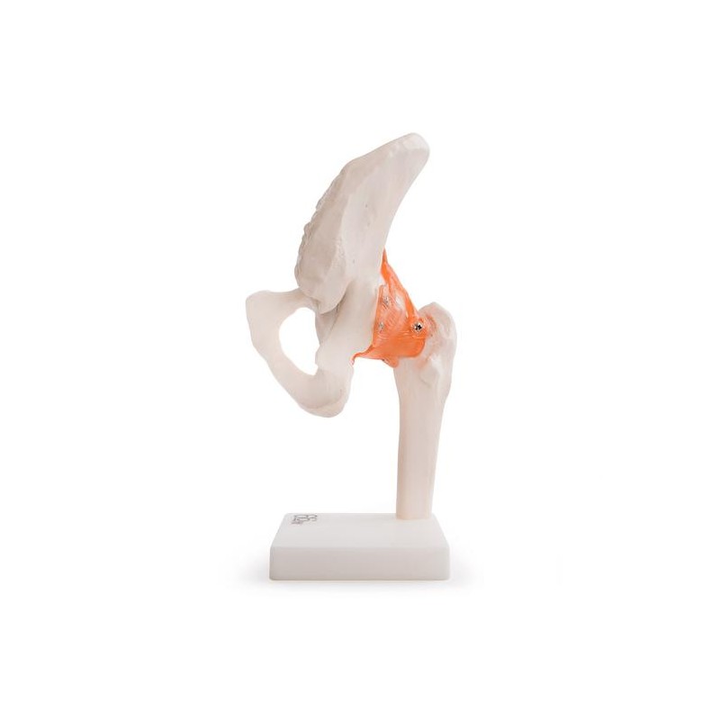 Anatomski model kuka 11209-4