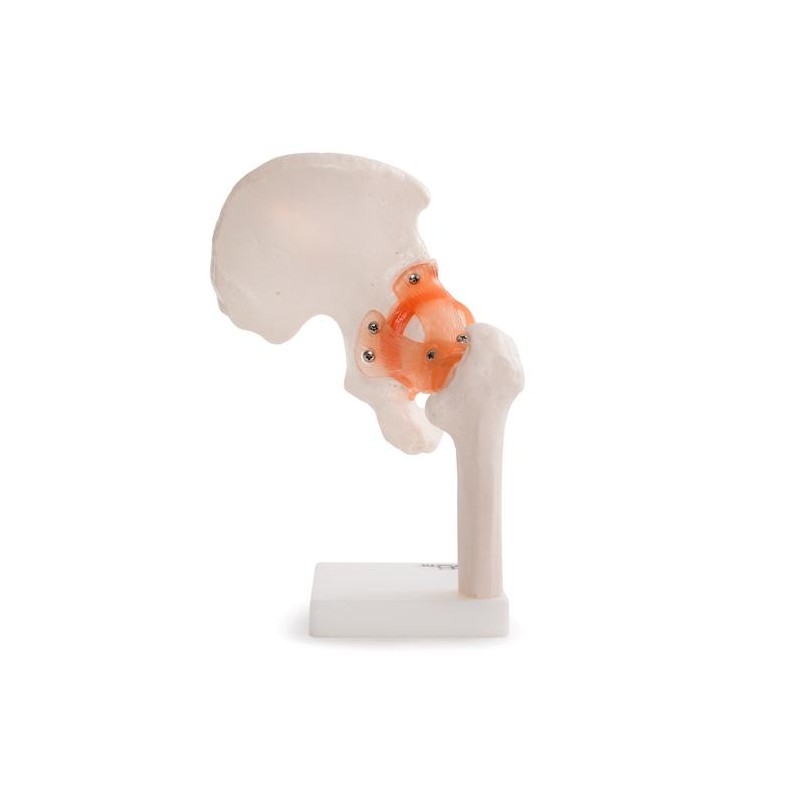 Anatomski model kuka 11209-4