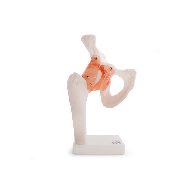 Anatomski model kuka 11209-4