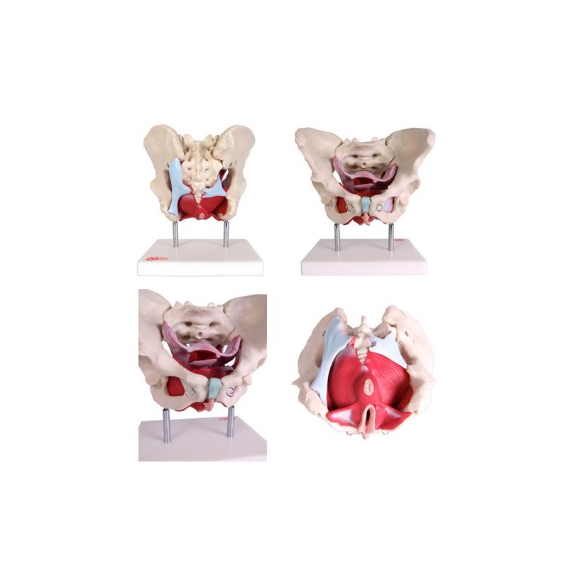 Anatomski model ženske zdjelice s organima 11128