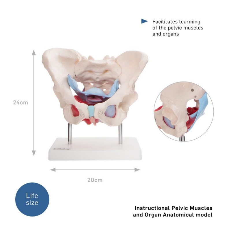 Anatomski model ženske zdjelice s organima 11128