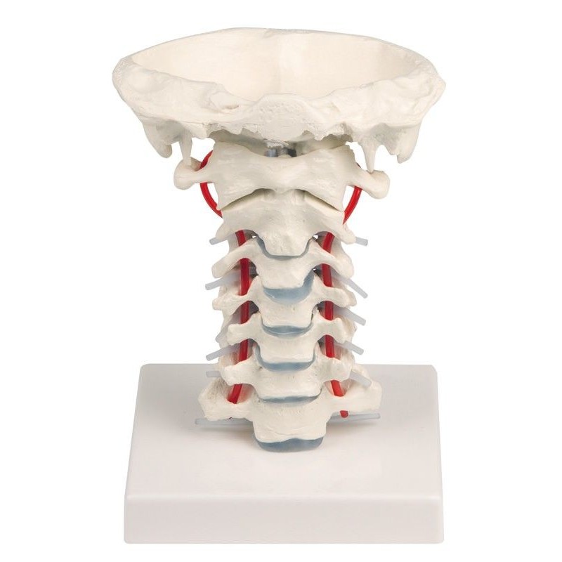 Anatomski model vratne kralježnice