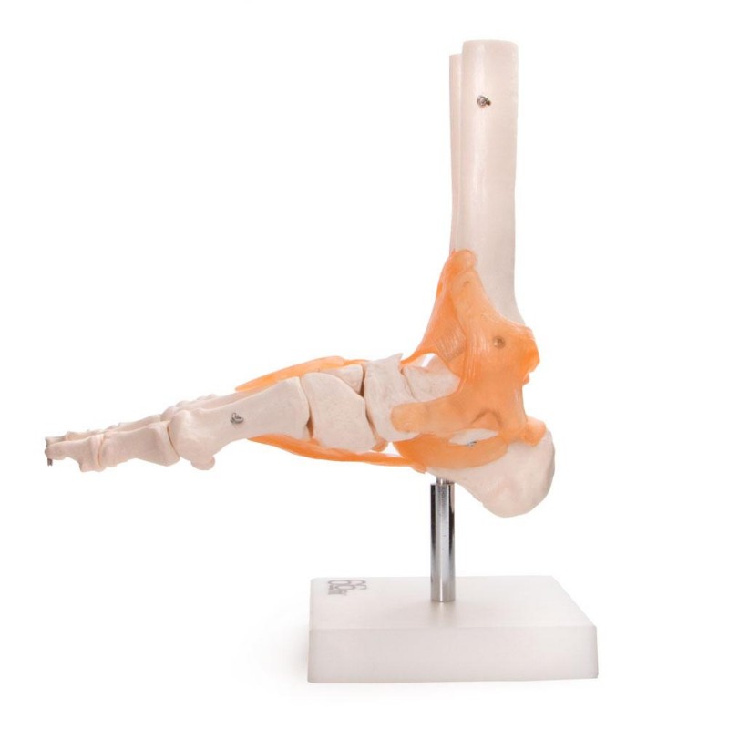 Anatomski model gležnja 11209-6
