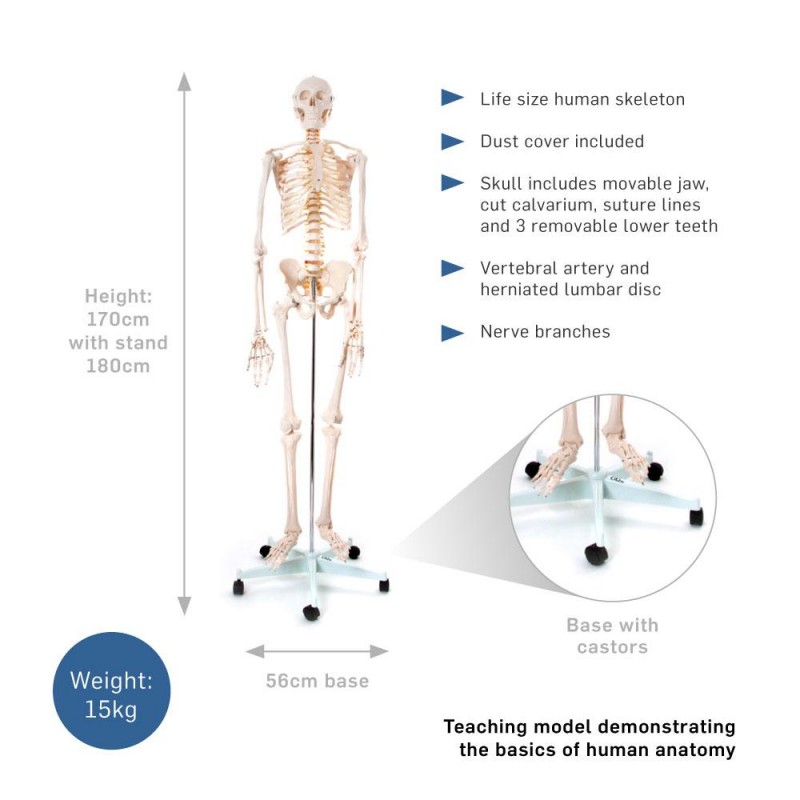 Csontváz - 180 cm 11101