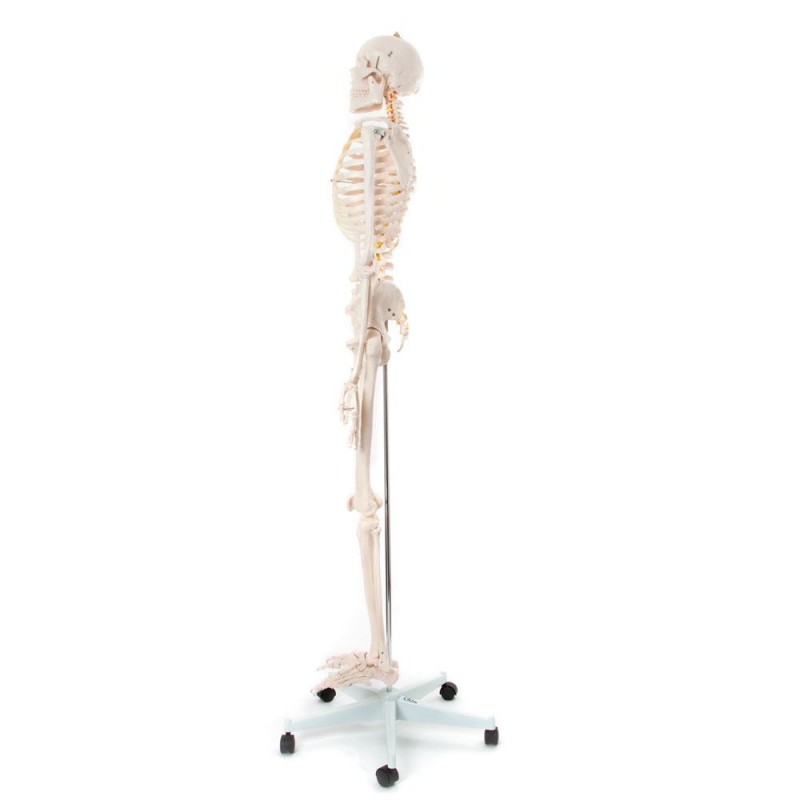 Csontváz - 180 cm 11101