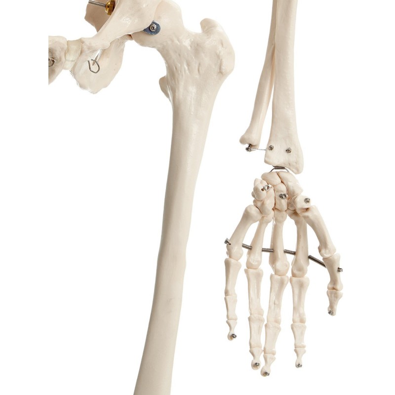 Csontváz - 180 cm 11101