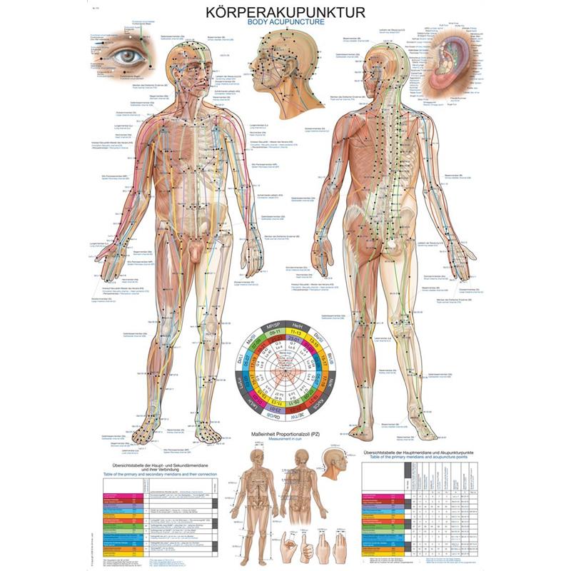 Plakat akupunkturnih točaka tijela