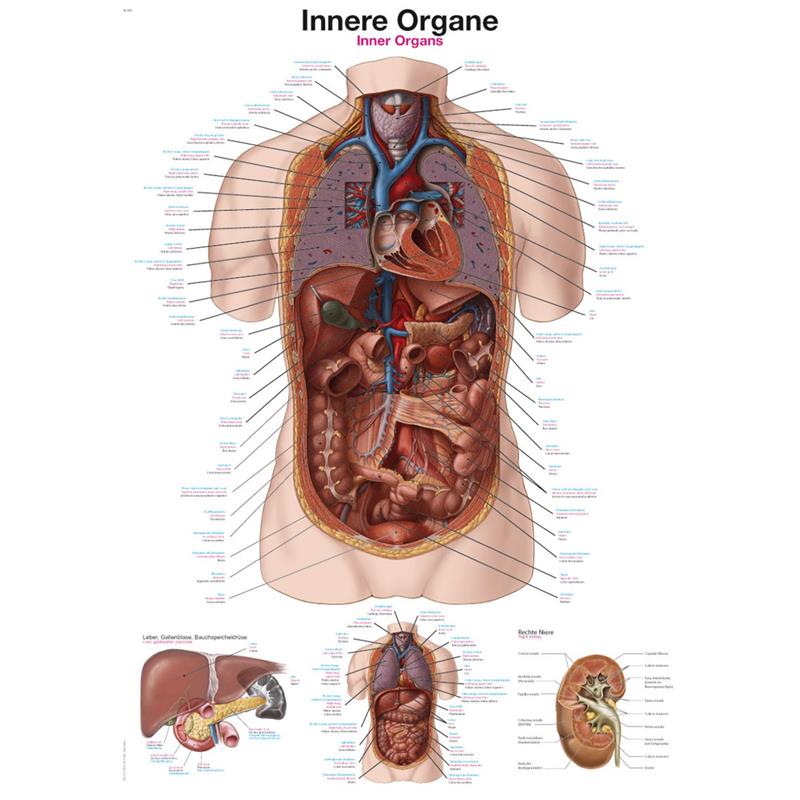 Plakat unutranjih organa