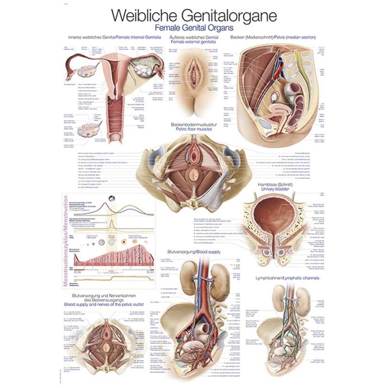 Plakat ženskog genitalnog organa