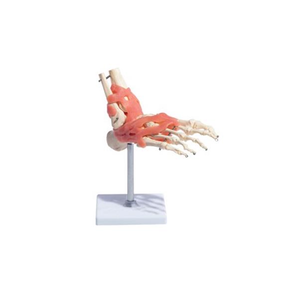 Anatomski model gleženja 11209-6